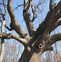 Image result for Oak Tree Species