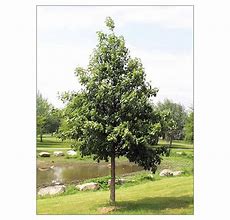 Image result for CherryBark Oak Tree