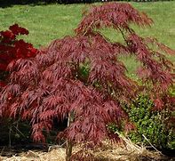 Image result for Upright Japanese Maple Tree