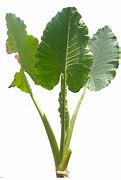 Image result for Alocasia Tree