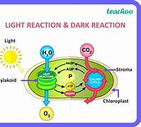 Image result for Reaction to Bright Light