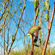 Image result for Salix Acutifolia