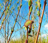 Image result for Dwarf salix discolor