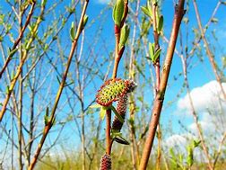 Image result for Salix Alaxensis