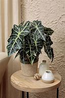 Image result for Small Alocasia Plant