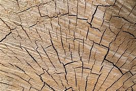 Image result for Tree Stump 3D Model