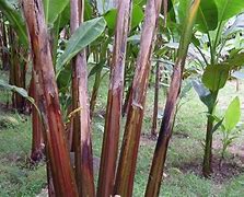 Image result for Filipino Abaca