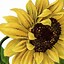 Image result for Sunflower Images to Print