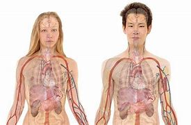 Image result for Human Body No Skin