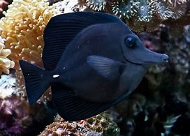 Image result for Black Long Nose Tang