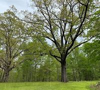 Image result for Oak Tree Taxonomy