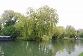 Image result for Weeping Dappled Willow