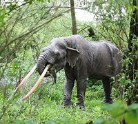 Image result for Prehistoric Elephants