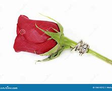 Image result for Single Red Baby Rose