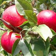 Image result for A Picture of an Apple Tree