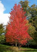 Image result for Red Maple