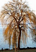 Image result for Blue Weeping Willow Tree