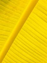 Image result for Botanical Palm Leaf Silouette