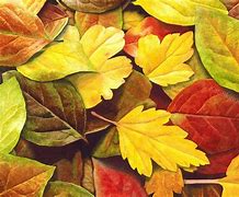 Image result for Realistic Fall Leaves