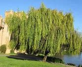 Image result for Salix Babylonica HD Images