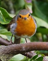 Image result for Small Bird On Branch