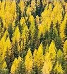 Image result for Larch Tree Clip Art