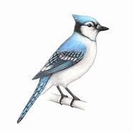 Image result for Blue Jay Bird Drawing