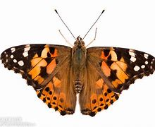 Image result for Painted Lady Butterfly Clip Art