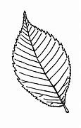 Image result for Basic Leaf Outline