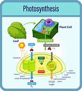 Image result for Plant Leaf Photosynthesis