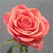 Image result for Coral Colored Roses with Names