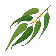 Image result for Eucalyptus Cartoon