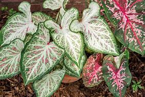 Image result for Tropical Shade Plants