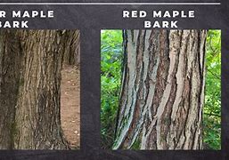 Image result for red maple bark