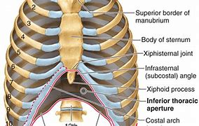 Image result for Anatomy Under Left Rib Cage