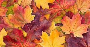 Image result for Fall Leaves Document Background