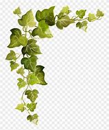 Image result for Ivy Leaf Vine Clip Art