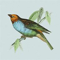 Image result for Vintage Watercolor Bird On a Branch