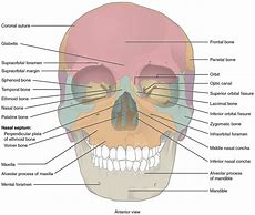 Image result for Label the Bones