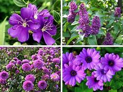 Image result for Perennial Flower Seeds