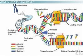 Image result for RNA Polymerase 2 3