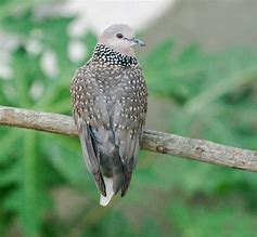 Image result for Perched Bird Camera Top View