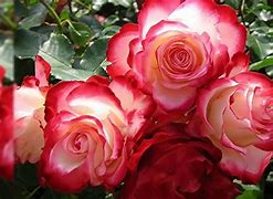 Image result for Rose 3D HD