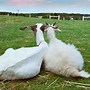 Image result for She-Goat