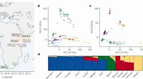 Image result for Human Evolution Out of Africa