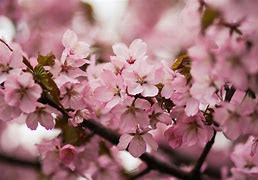 Image result for Pink Flowering Cherry Blossom Tree