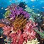 Image result for Coral Reef Templates Free