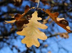 Image result for Oak Leaf Circle