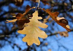 Image result for Scrolls and Oak Leaf Designs