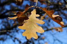 Image result for Oak Leaf Design